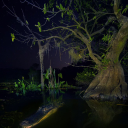 CAMP CRYSTAL SWAMP