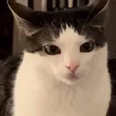 rat kingdom