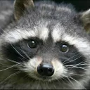 Racoon Gaming