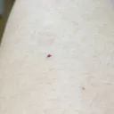 SAC_マイクラ部【2代目】