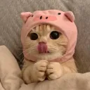 ᴋɪᴛᴛᴇɴꜱ 💕