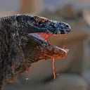 Lepidosauria
