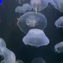 Manaland