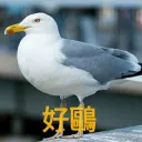冬日大鳥巢