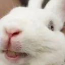 🐰Comunidad MelodyBunny🐰