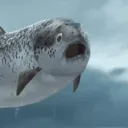 Salmon’s Tank