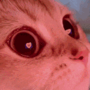 Gattitaly
