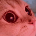 Gattitaly Discord Server Icon
