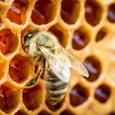 ⊹︰Bee Ranch⊹︰