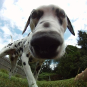 The Dog House Discord server icon