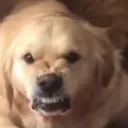 ANGY DOGS