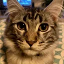 Noa Touw YT Paradise's icon