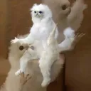 ngok