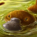 Ornitorrincos Lechosos 🦫