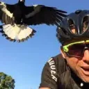 Magpie Attack