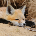 Foxes Club