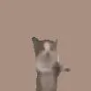 𝐃𝐑𝐀𝐆