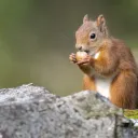 Chirping'