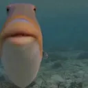 penis