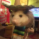 Possum Palooza