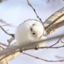 Aoのサーバー