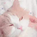𓂃  ៸៸ catto
