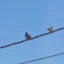 barkhrt29's birds