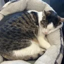 🐈 | Cat Emojis discord icon