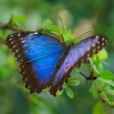 The Butterfly Glade Discord Server Icon