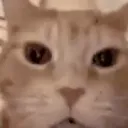 ꫀ̶