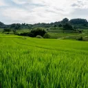 RiceField