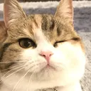 えるな鯖