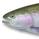 Trout Wellbeing Fdn.