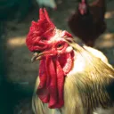 chicken