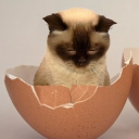 ₊⊹ Cat Eggs ⊹₊