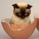 Cat Eggs
