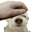 PogCord