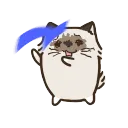 喵喵喵
