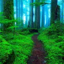 The Elf Forest