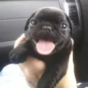 ₍ᐢ..ᐢ₎ Discord Server Icon