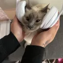 Anastasia’s cord