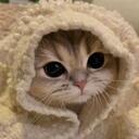 Cat Community icon