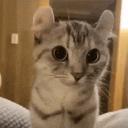 Cat Community icon
