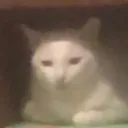 Mint Choco's Cat Shelter