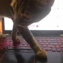 Crypto Cats
