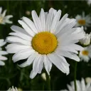 The Daisy Petals
