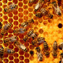 🍯🐝  A Humble Honeycomb Hideout 🐝🍯