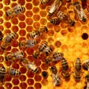 🍯🐝  A Humble Honeycomb Hideout 🐝🍯