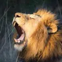 The Lion's Den