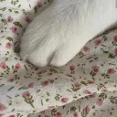 loveclub…🧺🎀!! ୨୧'s icon